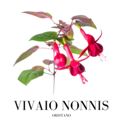 Vivaio Nonnis - Oristano